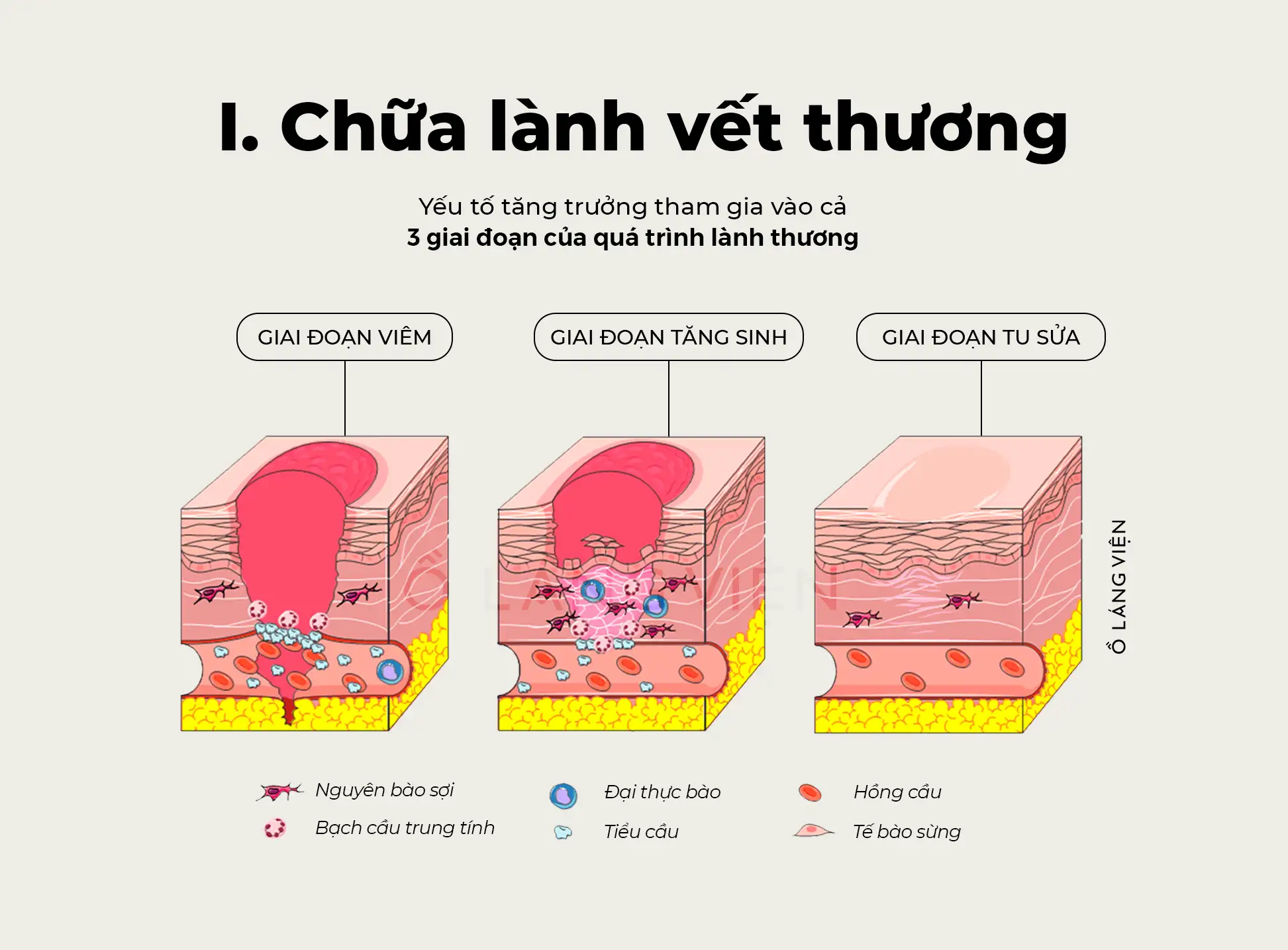 Giải Mã Cơ Chế Tăng Sinh Tế Bào Gốc Tái Tạo Vàng Cho Sức Khỏe & Sắc Đẹp