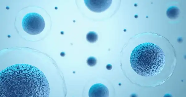 Tăng sinh tế bào gốc là gì? Giải thích cơ chế từ A-Z