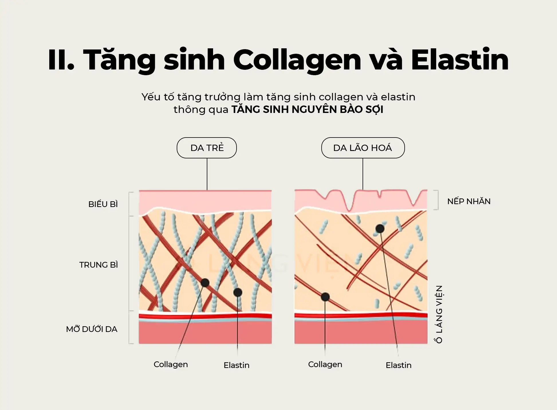 Tăng sinh tế bào gốc là gì? Giải thích cơ chế từ A-Z